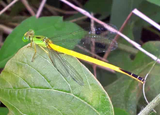 昆虫図鑑・キイトトンボ